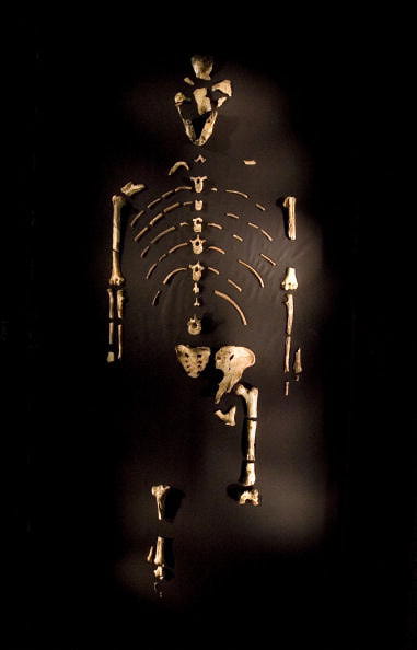 Fossilized skeletal remains of Australopithecus afarensis, nicknamed Lucy.