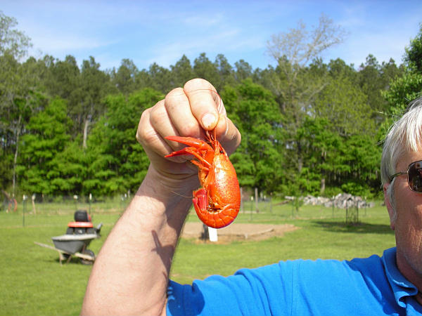 A man holding a crawfish.