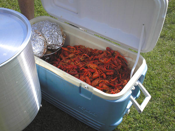 An ice-chest full of crawfish.